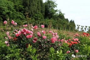 《寺外桃源講花卉》–你們知道怎么區(qū)別藤本月季和薔薇嗎？