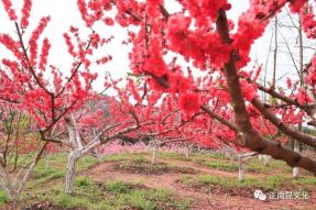 《寺外桃源講花卉》– 樹狀月季的春季追肥和養(yǎng)護(hù)要點
