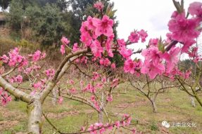 慶“三.八”女神節(jié)，賞寺外桃源桃花