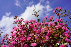 “紫薇問意” 一 去寺外桃源，紫薇花兒對你說…….。